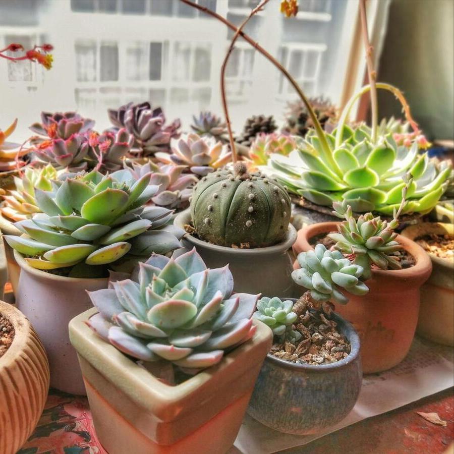 多肉一到夏天变得不好看,多肉不小心浇蜂蜜水