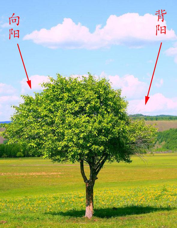 辨认方向的办法,通过树叶辨认方向
