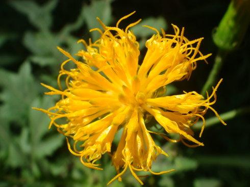 菊三七是什么药材,菊三七属都有哪些植物