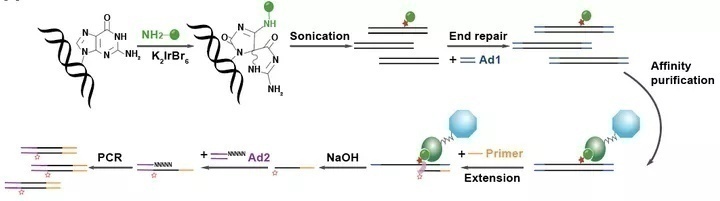 复旦大学最尖端的科研成果,复旦团队发表研究成果