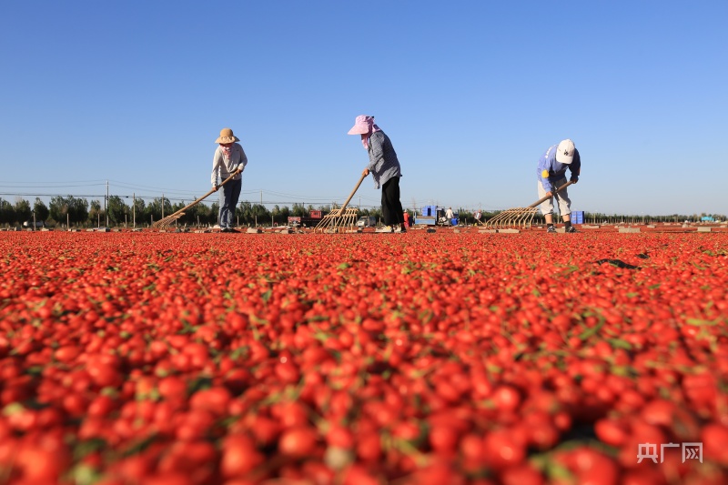 嘉峪关特产枸杞子,嘉峪关万亩枸杞