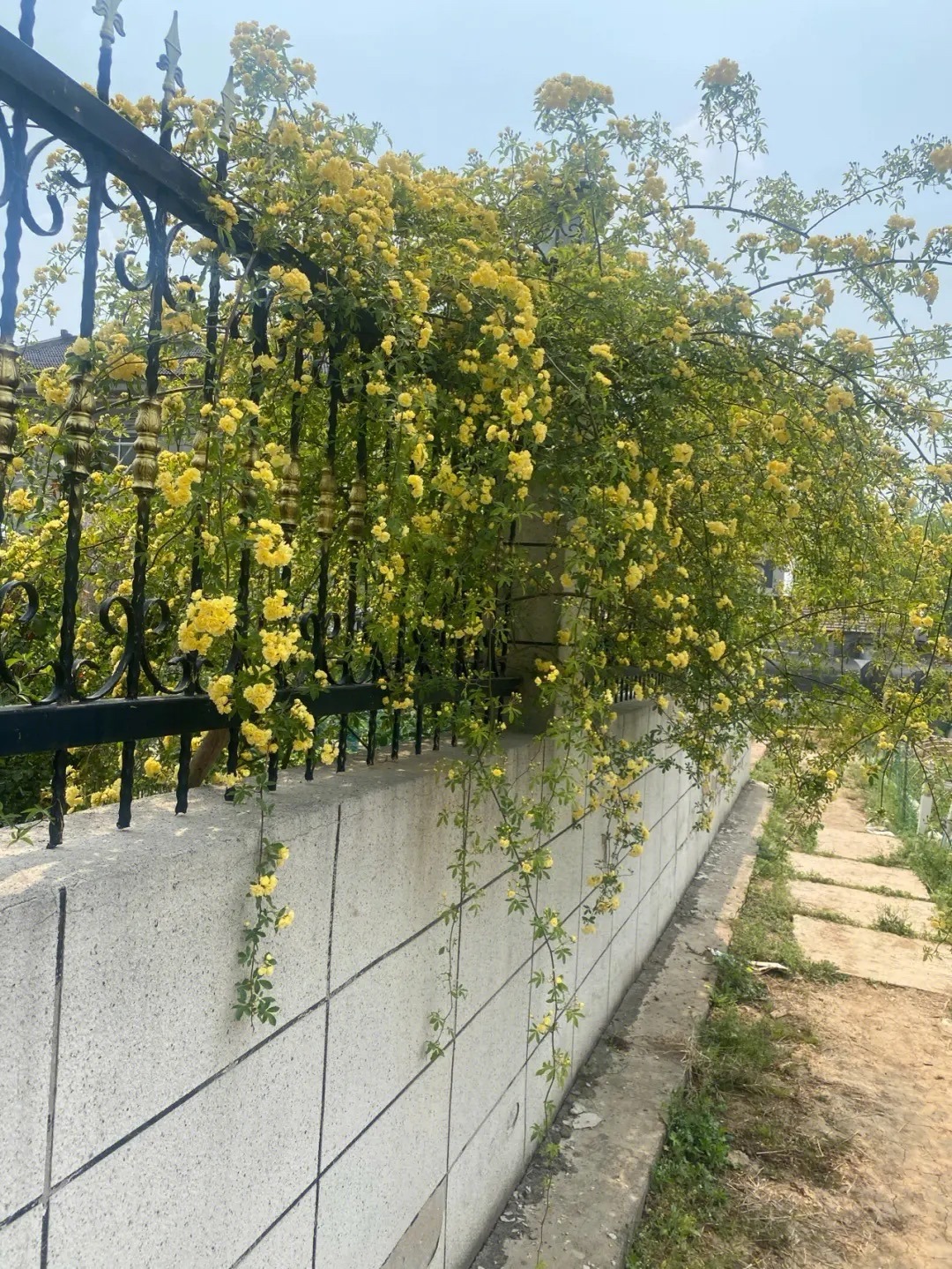 适合小院养的好看又常开花的花,院子里好养的花四季开花