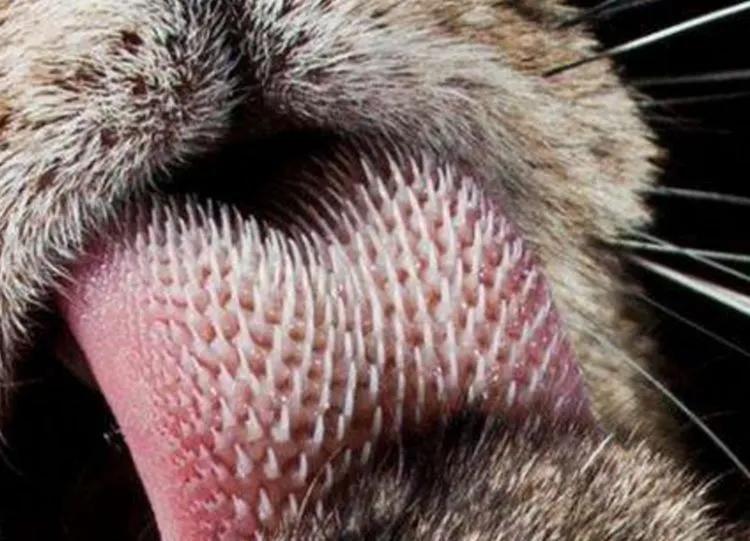 姑父在大兴安岭种木耳的故事被老虎“舔一口”会怎么样？