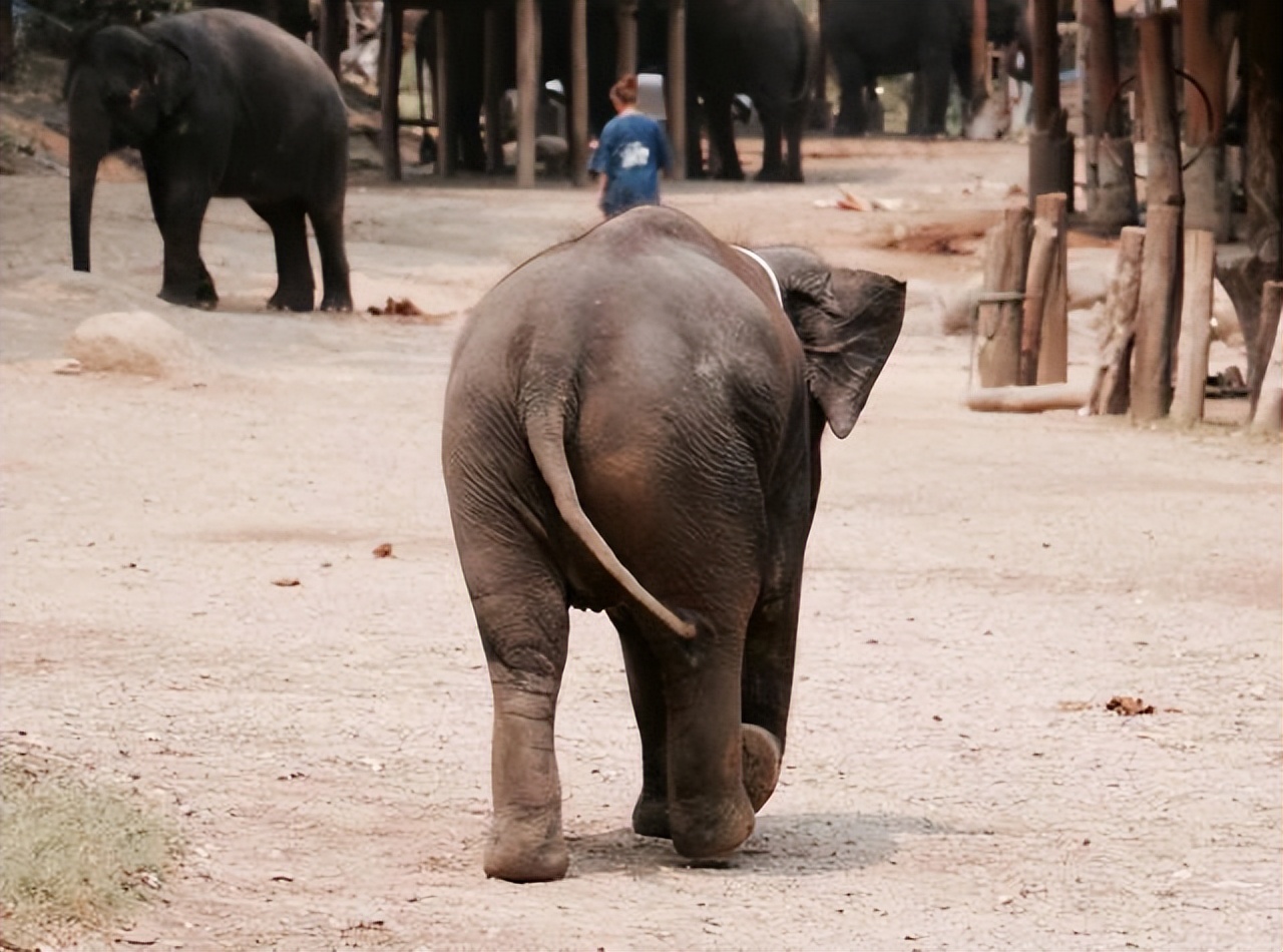 为什么不驯化大象作为食物,大象为啥不吃肉