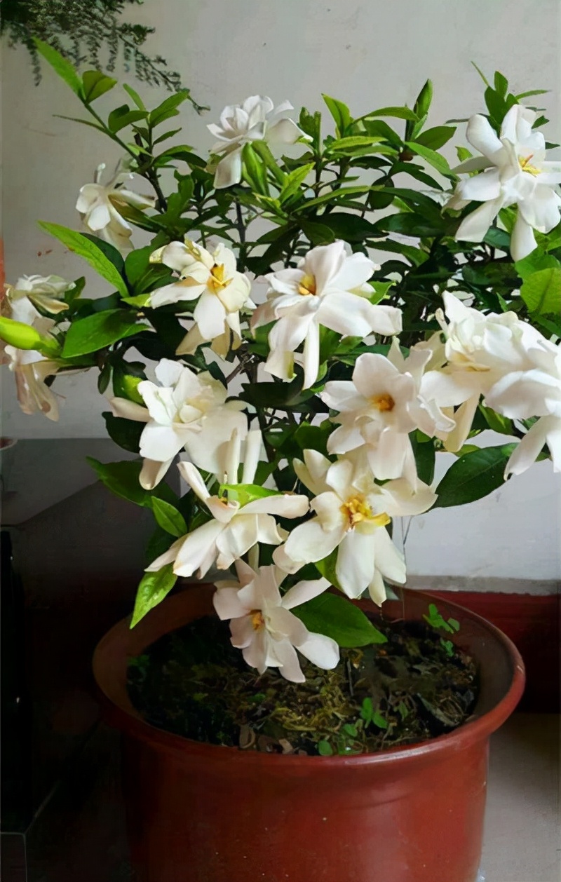 栀子花一天就开了很多,栀子花一天就黄了