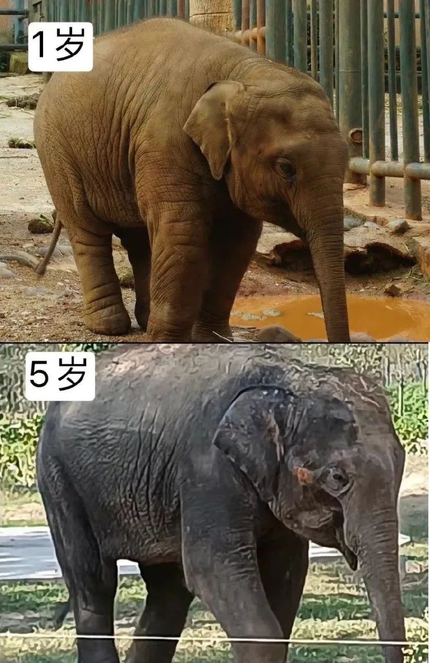 陈乔恩小象,陈乔恩拯救小象