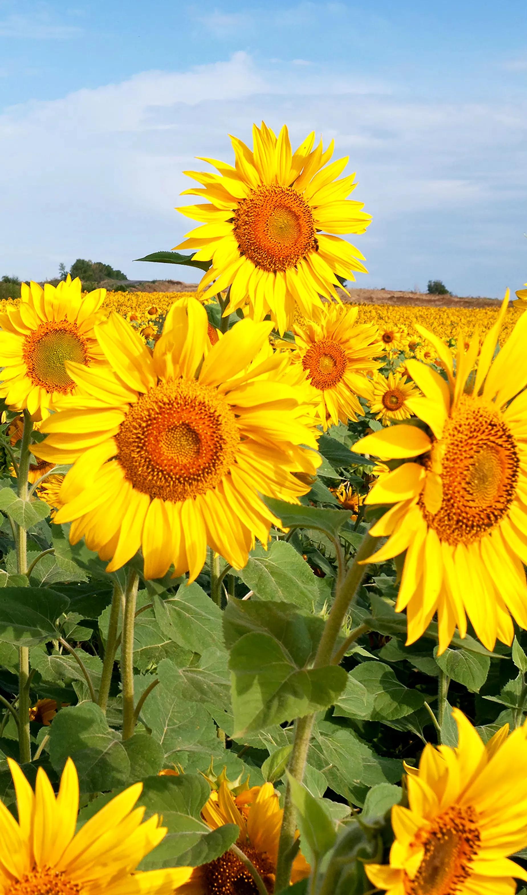 向日葵向阳而生阳光明媚,生如夏花向日葵