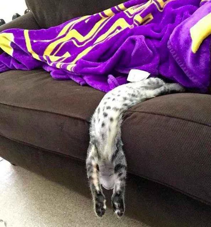 液体猫猫大合集！有毛巾嘛？我们家的小猫又流出来啦