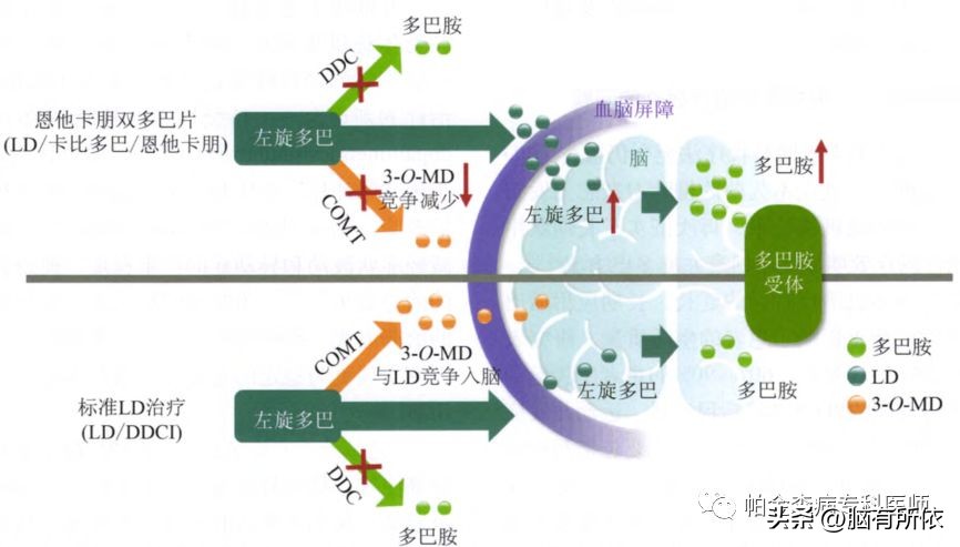 帕金森的治疗原则及目标,帕金森怎么治疗能延长寿命