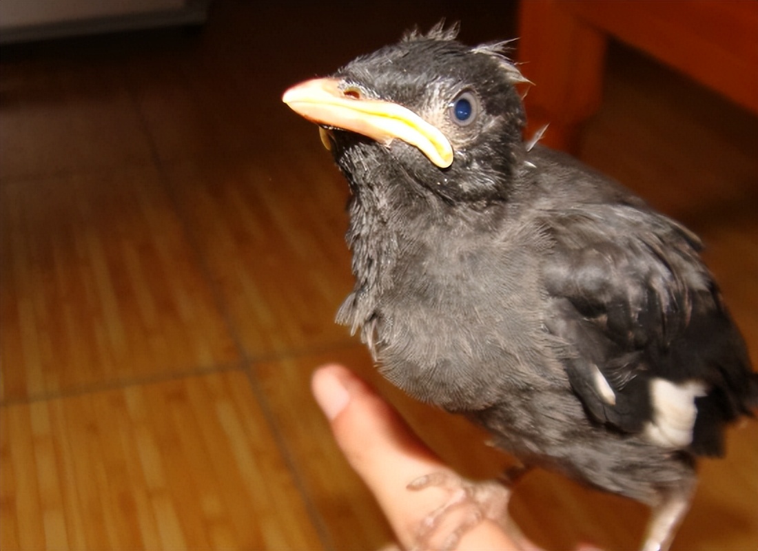 八哥鸟十大禁忌食物,八哥都可以吃什么