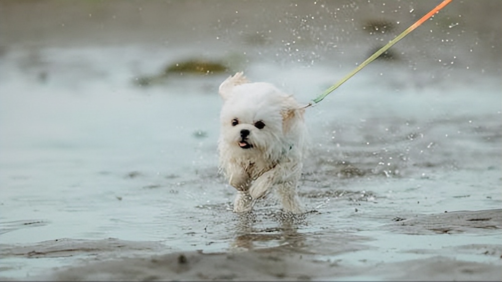 单身光棍节发朋友圈高级文案,光棍节文案幽默短句