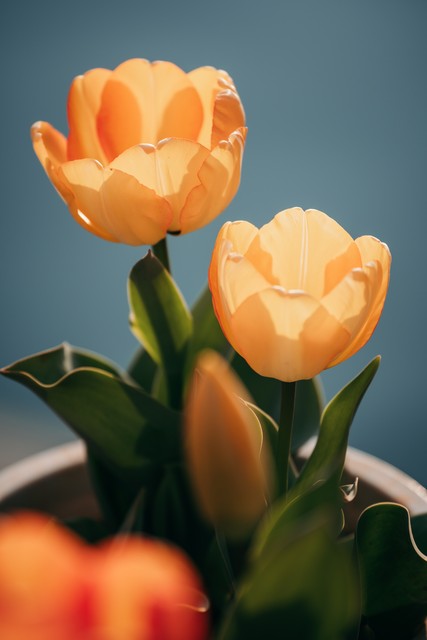 郁金香高级文案短句干净治愈小众,郁金香花语文案短句干净治愈