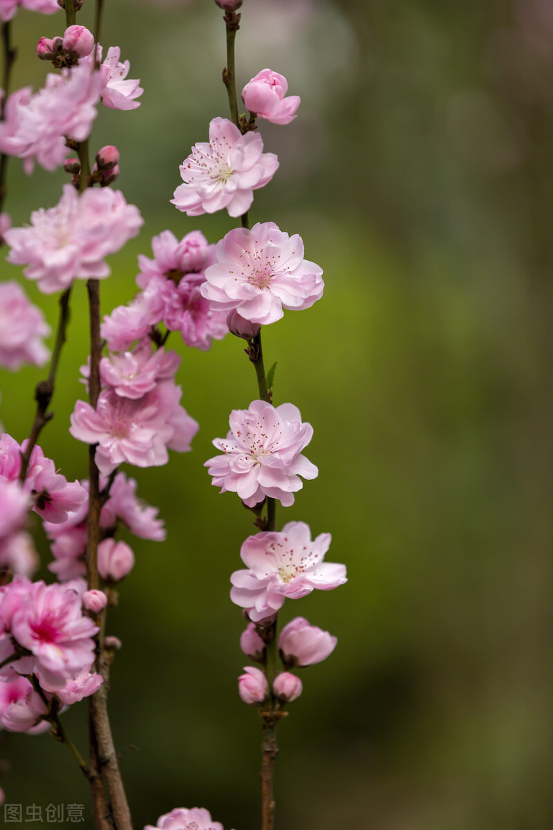 春天花的手机壁纸图片好看,春天图片唯美高清壁纸