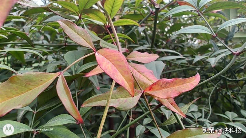 摩托罗拉edgex30全面屏版,摩托罗拉edgex30售价2999