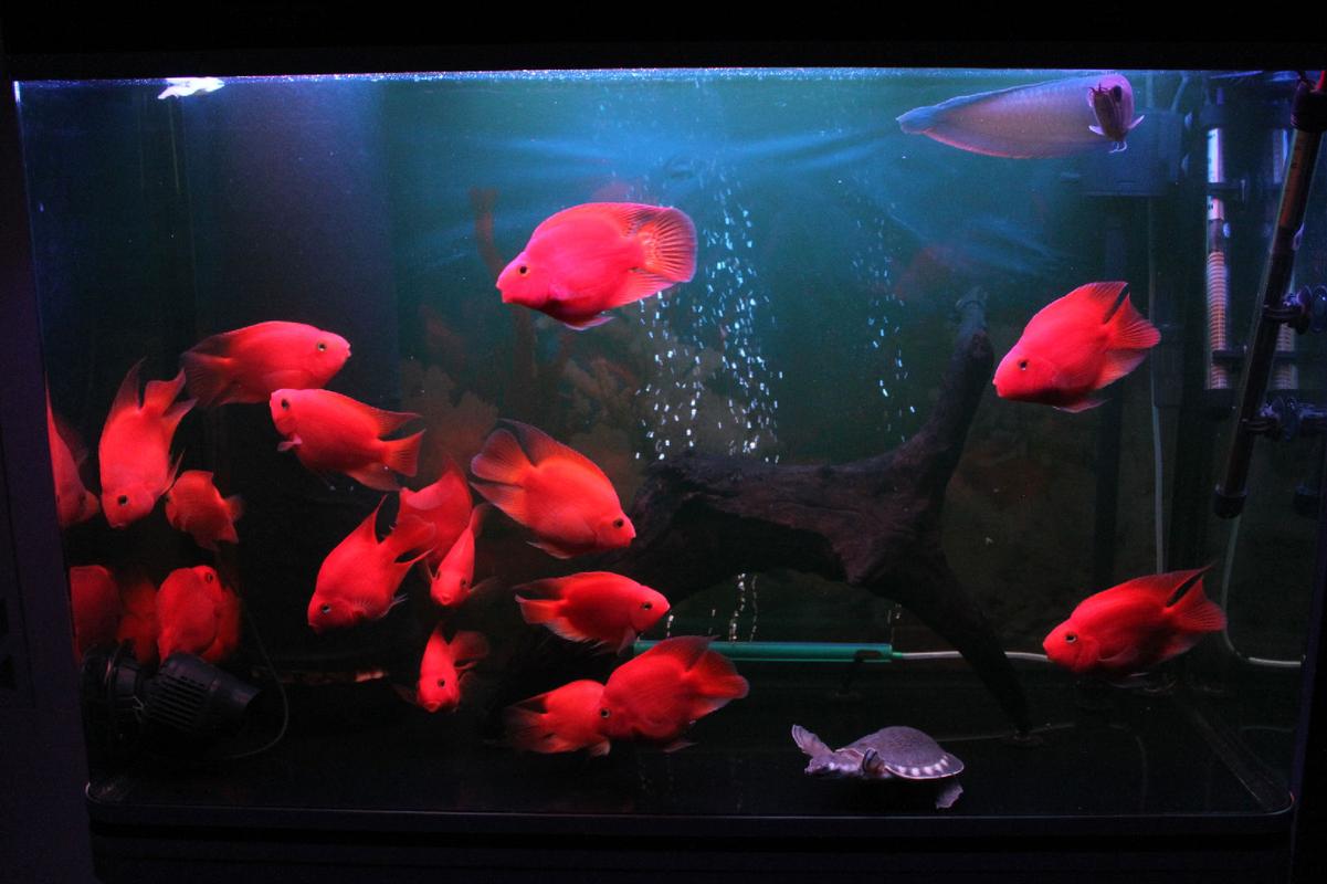 鹦鹉鱼养殖方法及注意事项,鹦鹉鱼的养殖方法和注意事项