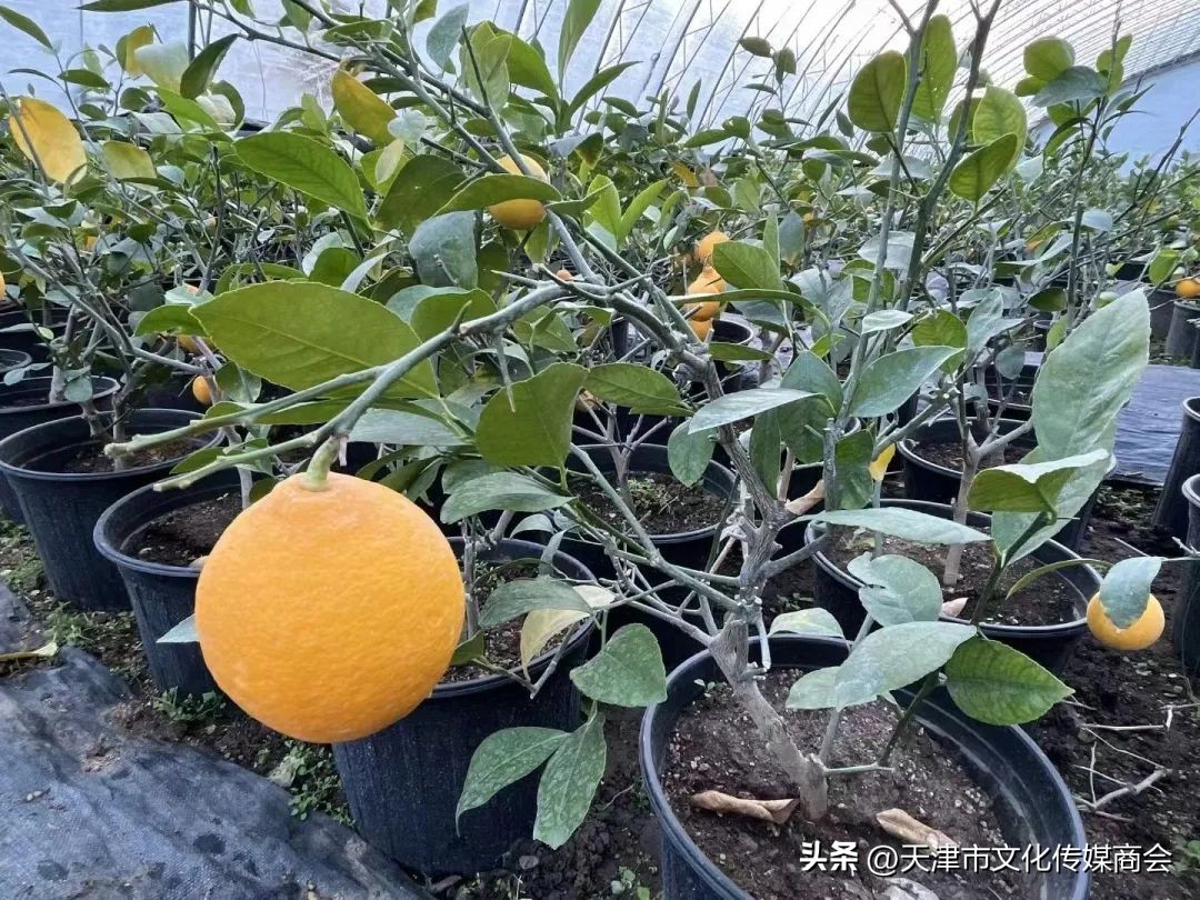 打造农特产品线上销售平台,蓟州农产品销售平台