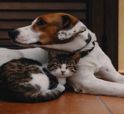 买个宠物养几天死了打官司能退吗,买宠物狗死亡怎么起诉