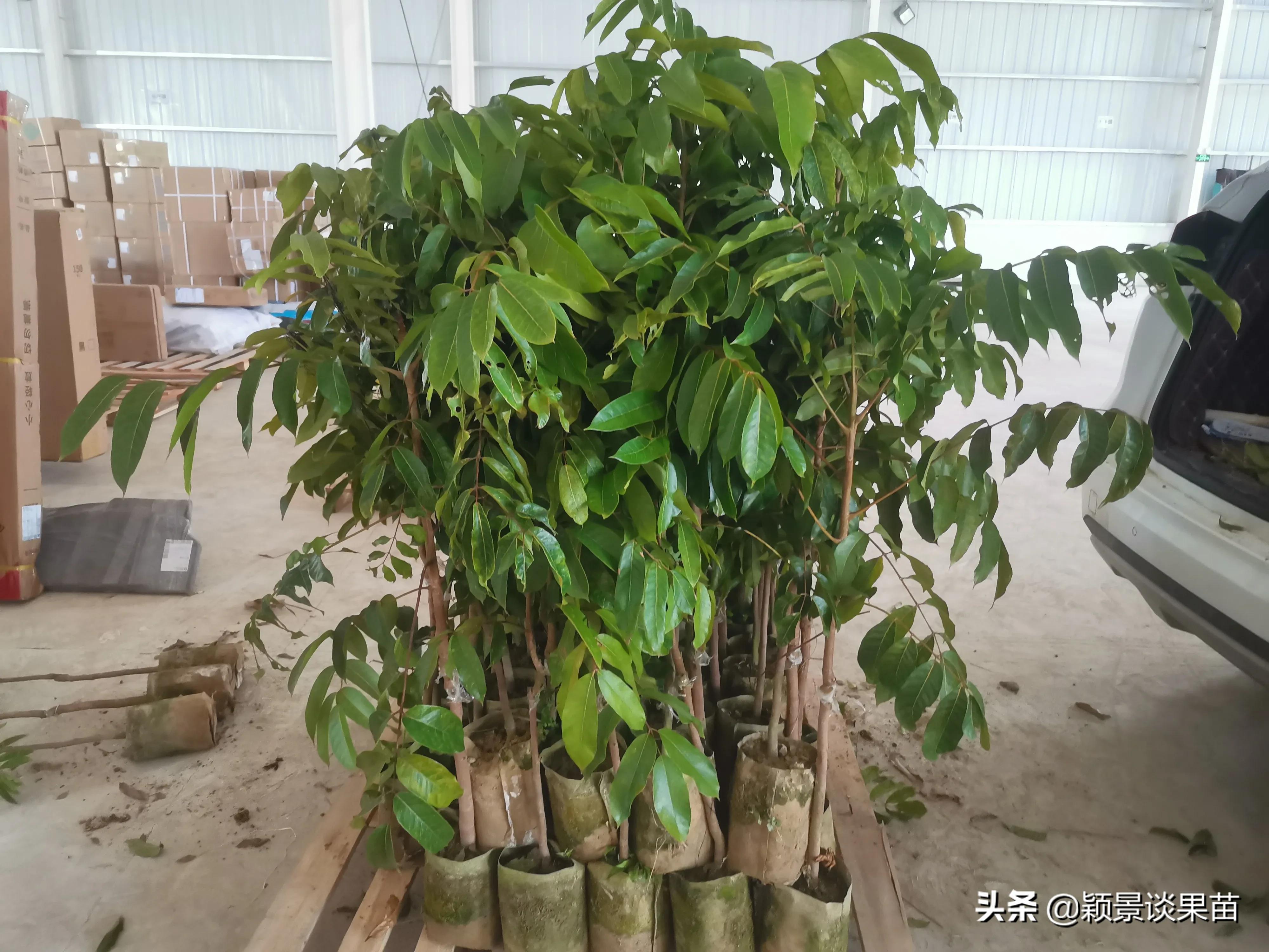 适合南宁种的水果树苗,适合广西种的阳台水果苗