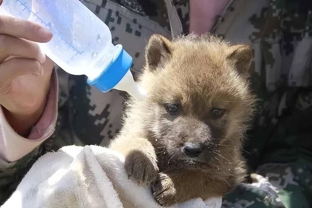 成都画家在草原写生收养狼的故事,成都女青年画家意外收养一只幼狼