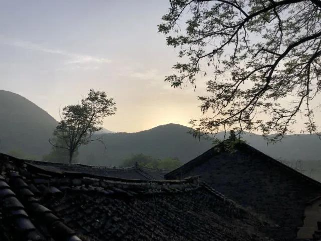 老人言屋前不栽树,树不能随便砍风水