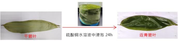 绮界鍜岀步鍙剁殑鍖哄埆,鍥涙柟绮界敤鍝绮藉彾