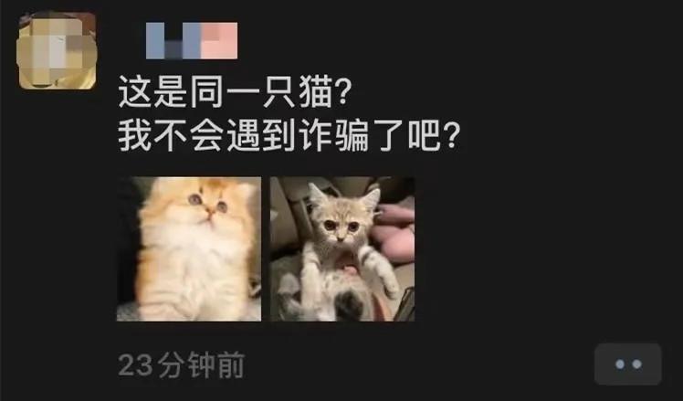 视频看猫价格,网络买宠物猫是否真实