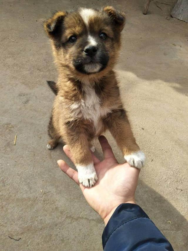 路上通常捡到的小奶狗是哪种狗,遇到这几种狗千万要抱回家