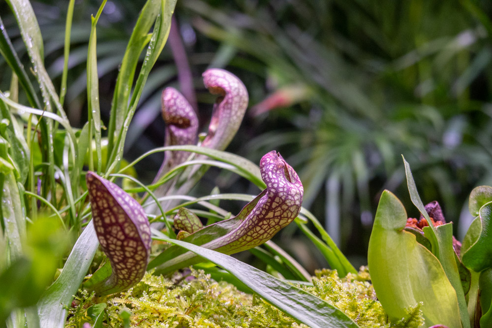 广州长隆野生动物园蛇之秘境,广州这个城市真的好繁华