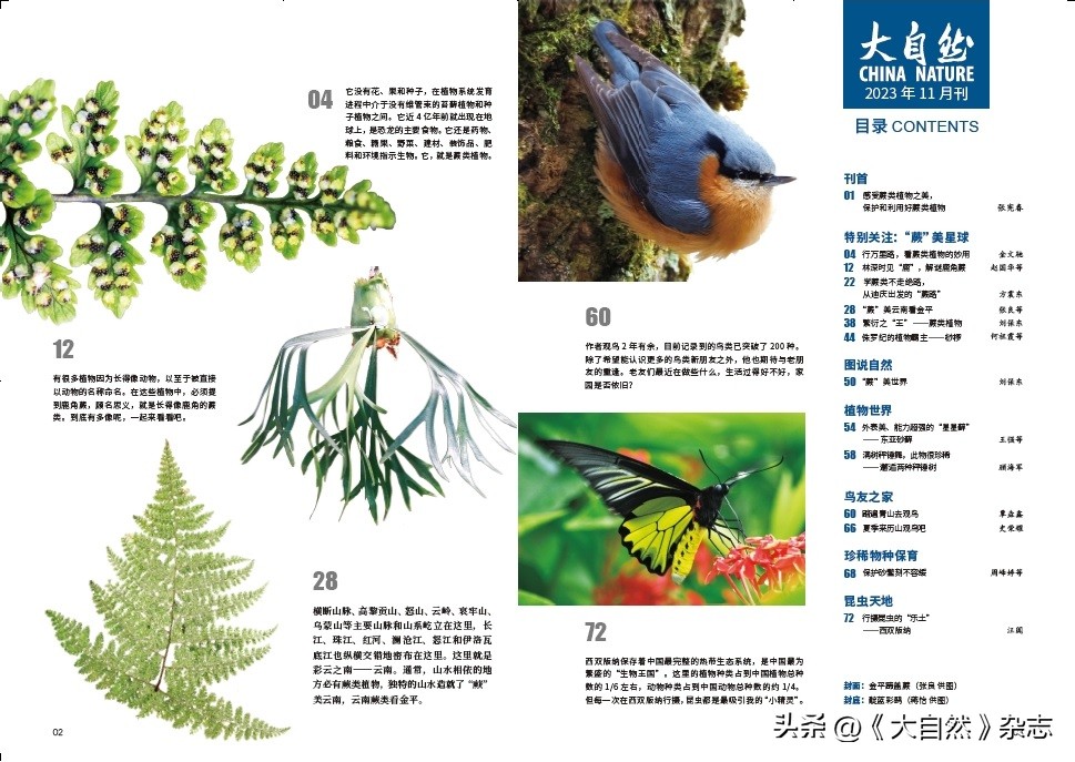 林深时见“鹿”，解谜鹿角蕨