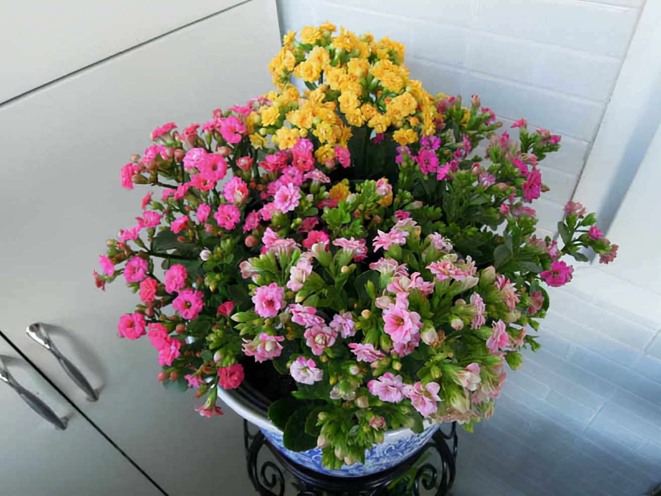 10种公认客厅最好养的花,适合客厅养的懒人花