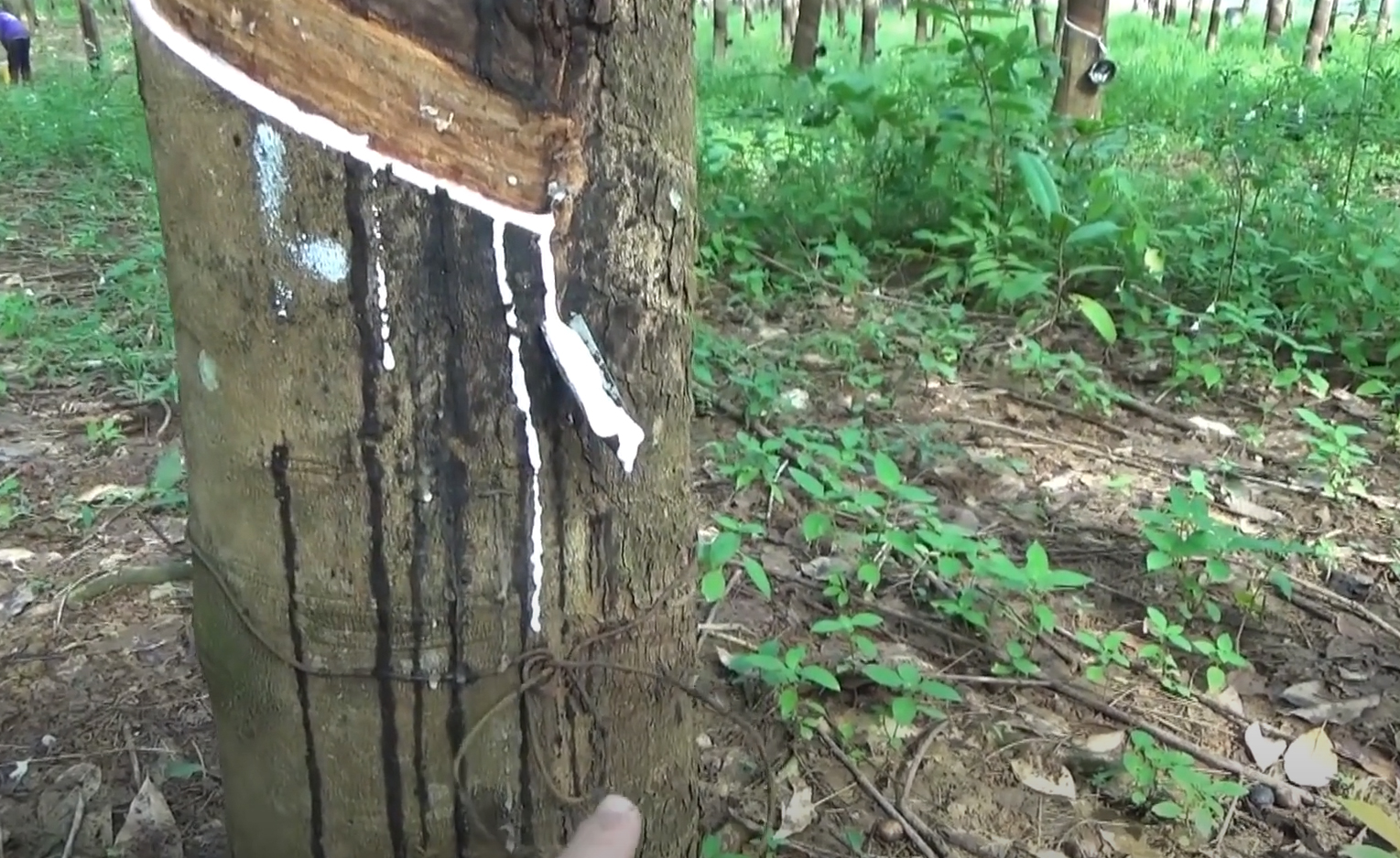 辛吉飞谈乳胶枕头到底好不好,辛吉飞乳胶枕头
