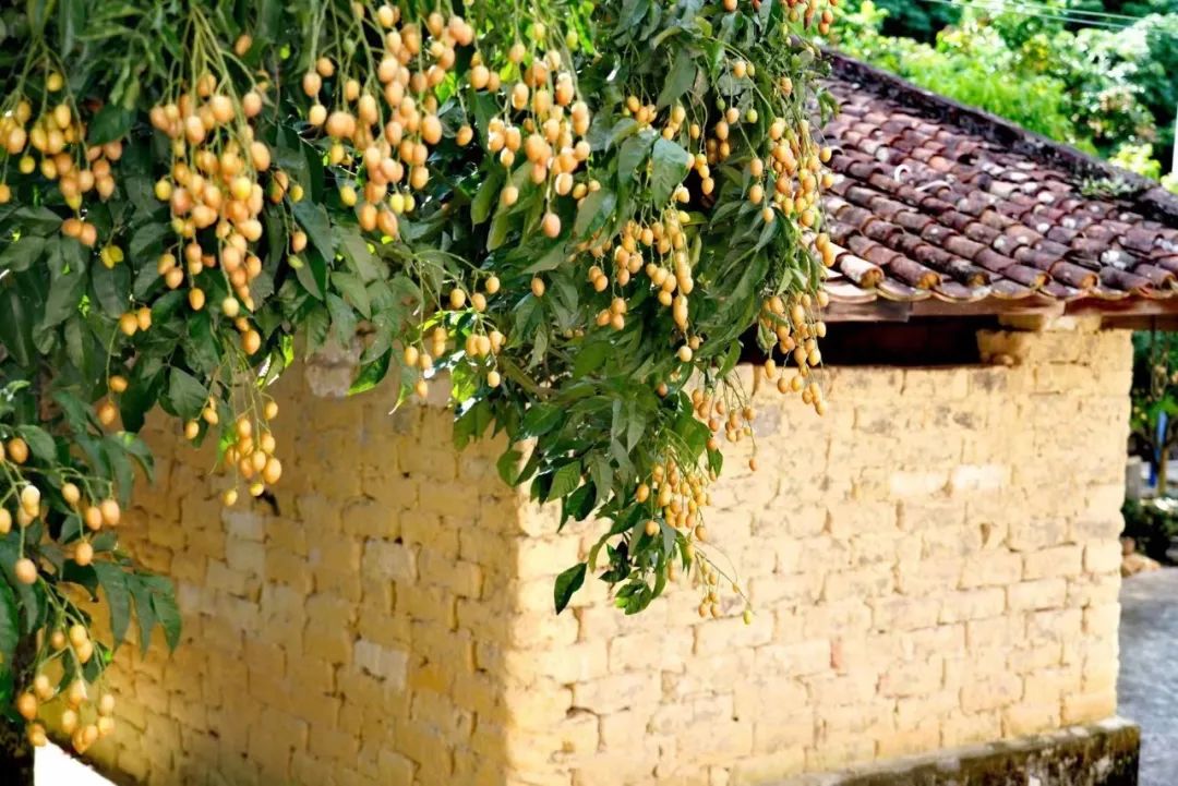 一身“正气”挡热气，郁南黄皮正当时！