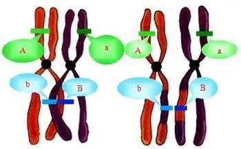 染色体异常胎停怎么治疗,胎停三次夫妻染色体正常