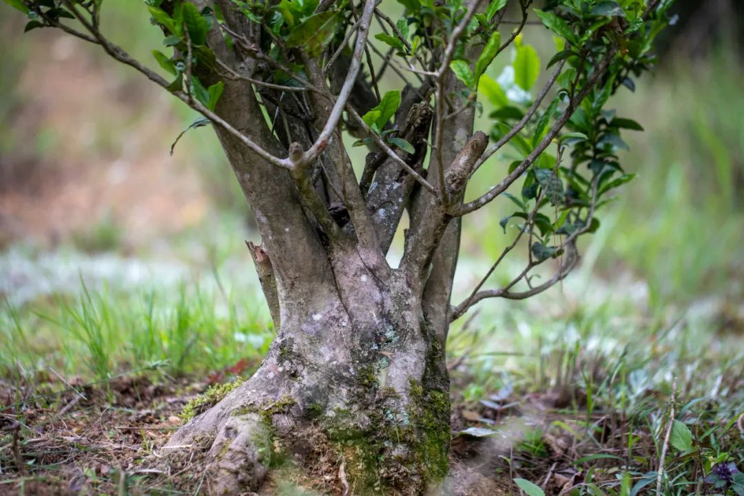 旺苍绿谷古道茶乡,旺苍千年古茶之乡