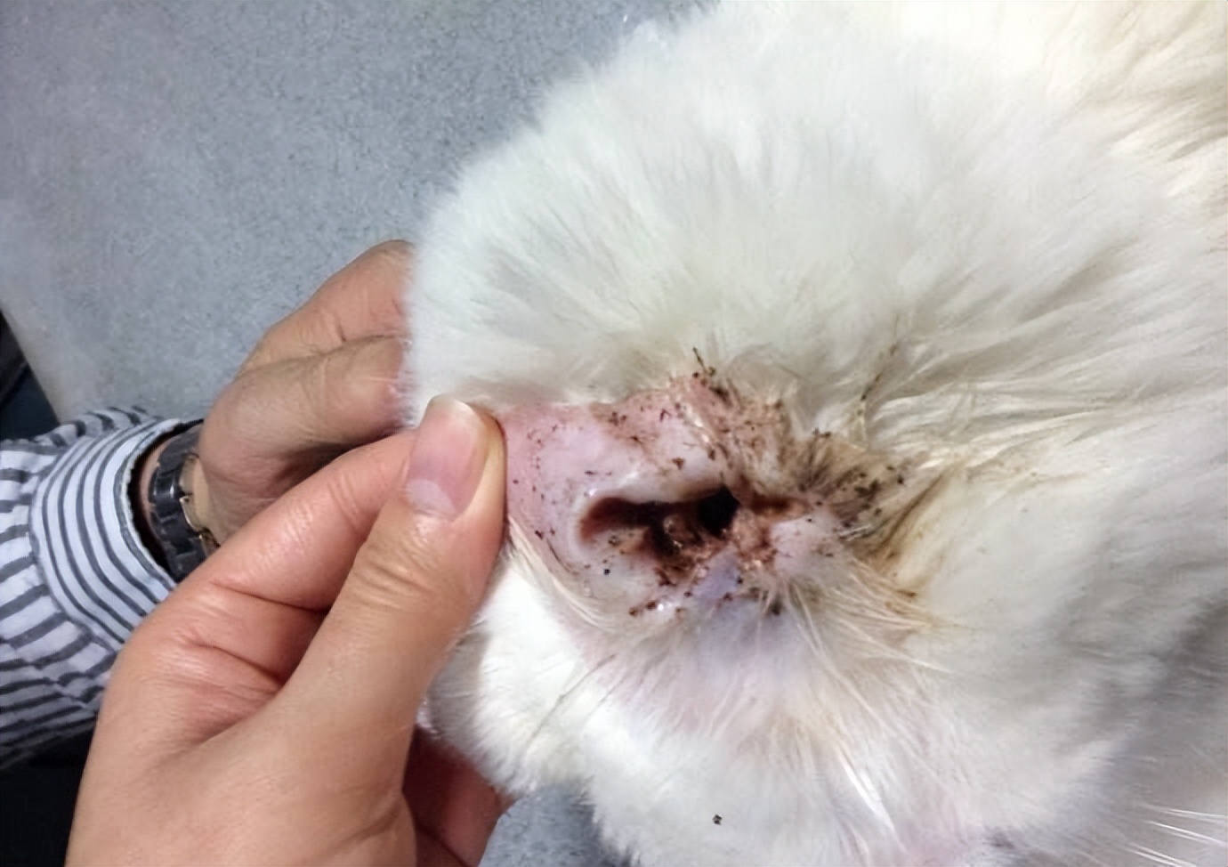 宠物耳部敏感护理需要注意什么,宠物怀孕怎么养猫呢