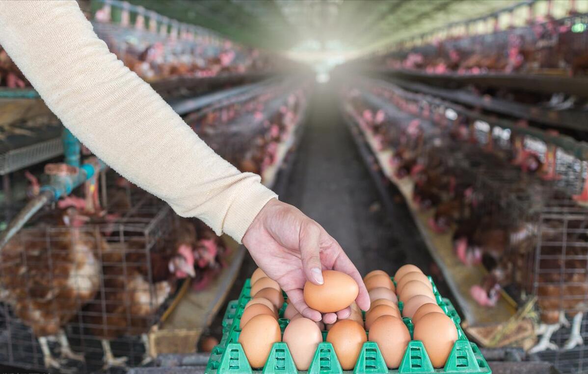 冬季蛋鸡饲养管理需要注意些什么,海兰褐商品代蛋鸡饲养管理手册