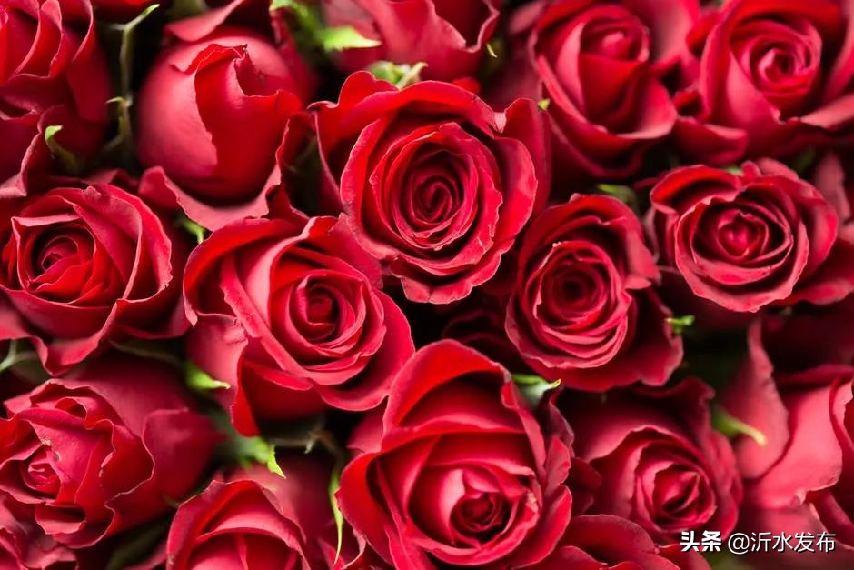 可以养肝护肝的花,春季护肝的花