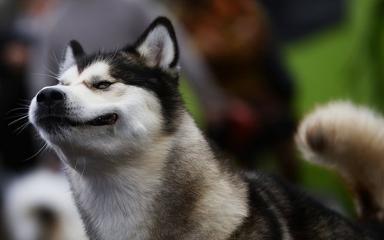 狗狗中最乖的狗是哪一种,狗界最怂的6种狗有危险溜得很快