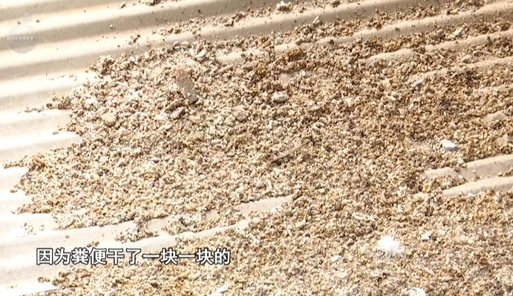 大妈被冤枉常常“高空抛物”，罪魁祸首居然要靠气球收拾？