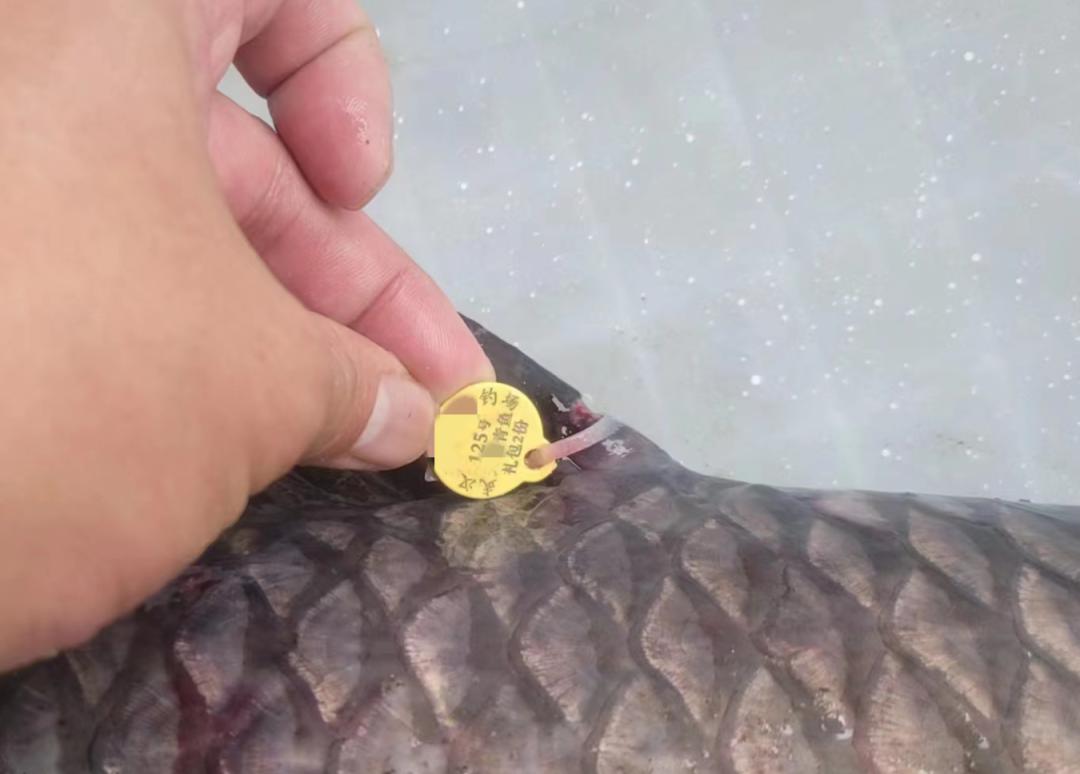 钓鱼被抓88人,钓鱼能发家致富能年入百万