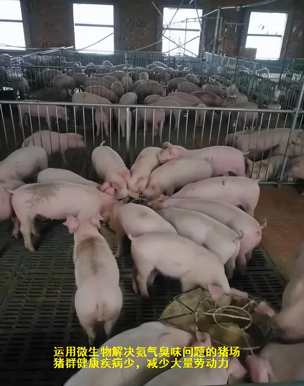 加盟养猪场多少钱,加盟合作养猪场