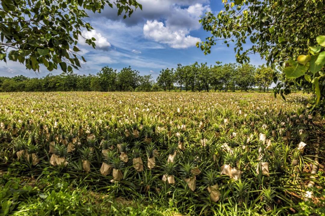 水培凤梨菠萝,菠萝水培最简单的方法