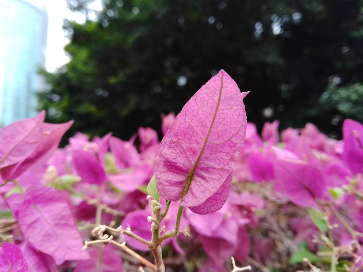 诺基亚c31测评,诺基亚c31屏幕耐摔吗