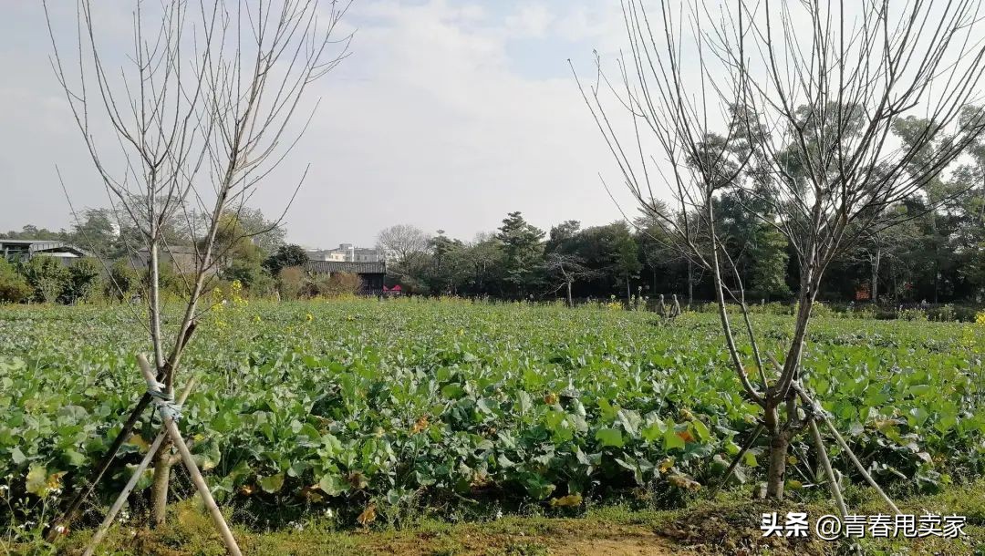 深圳十大古村落观澜版画村,观澜版画村古镇
