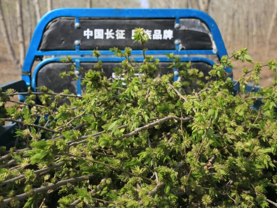 小产业带动乡村振兴大步伐,产业扶贫助力乡村振兴