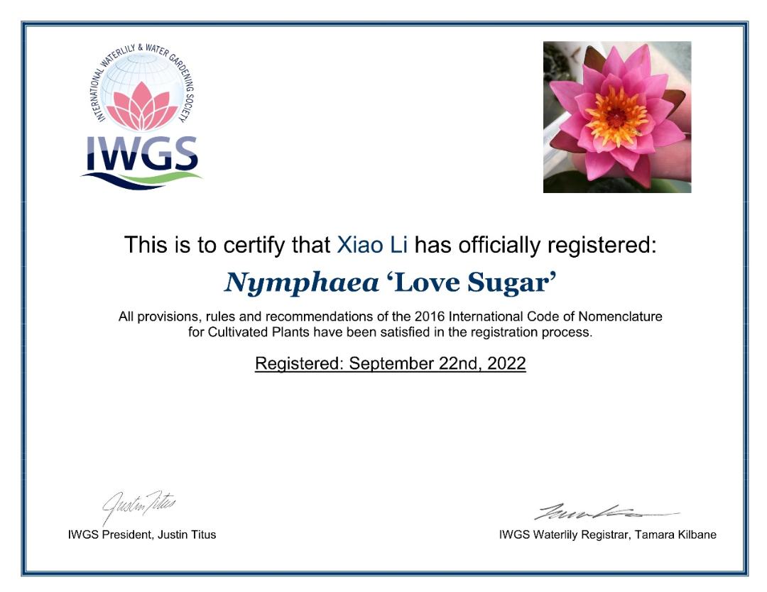 95后广东小伙痴迷睡莲育种,95后小伙痴迷睡莲育种