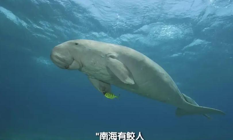 古书中的美人鱼到底是什么?古人说:遇见这种“海女”躲远点