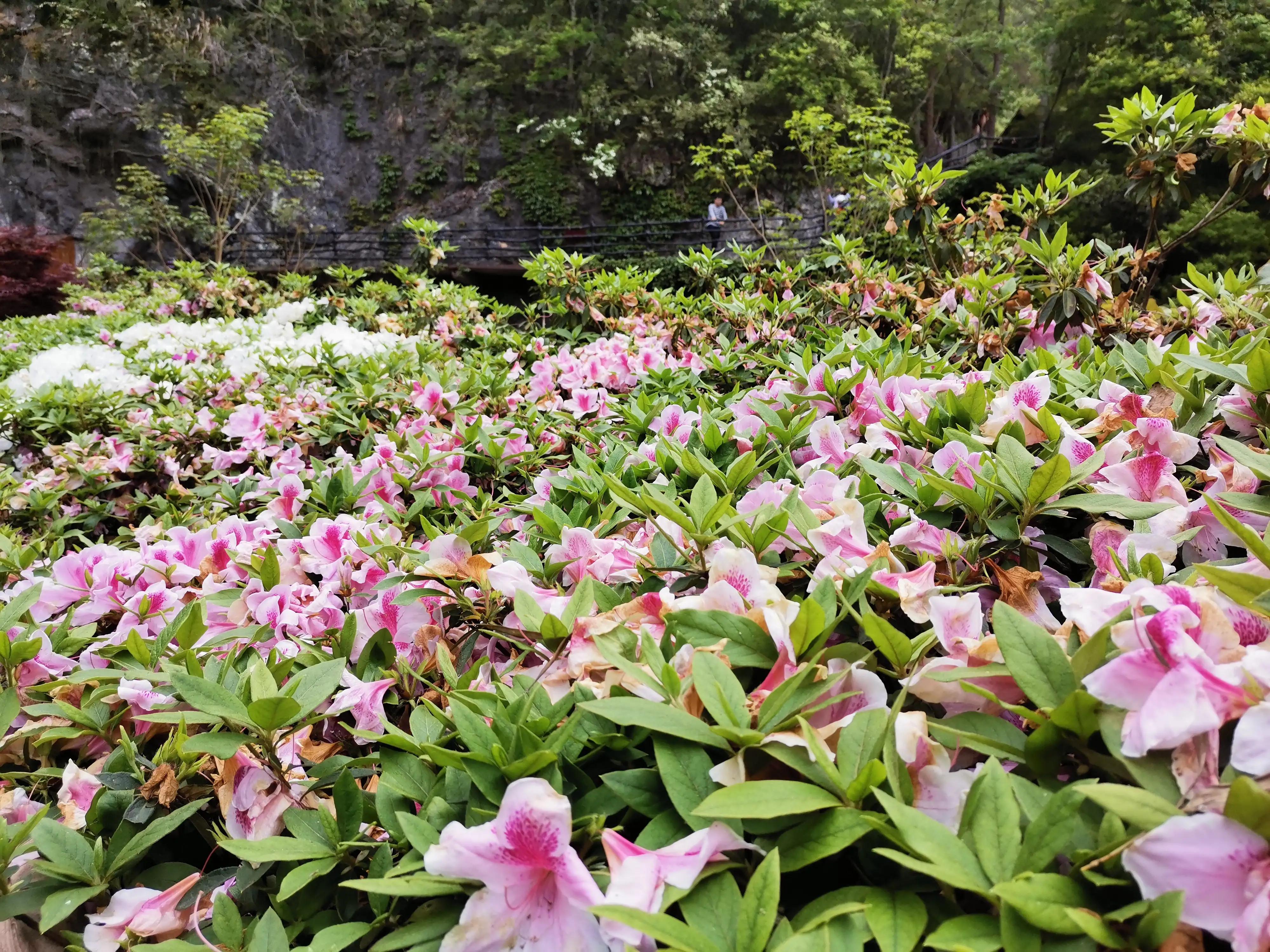 成语予取予求,成语予取予求是什么意思