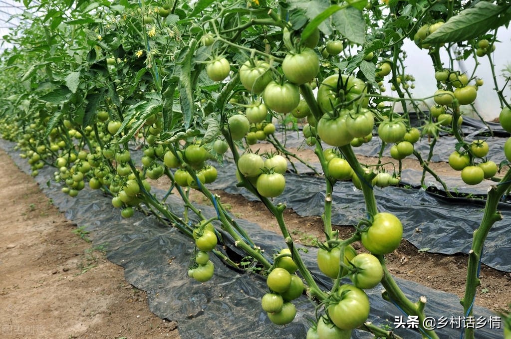 小冬瓜怎么整枝打叉结瓜多,冬瓜如何整枝打杈留瓜视频