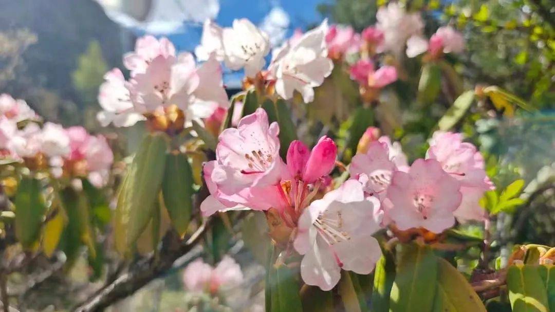 雪山下的某个小镇,雪山下的梦幻球场